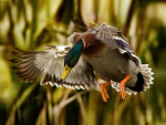 David Towgood’s Game Bird Habitat Trust stamp winning photo.