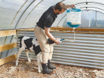 Managing first colostrum feed