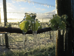 Immigrants Vineyard