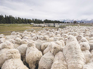 Field trials of the spot-on, lamb parasite treatment performed better than expected, even outperforming triple oral drenches.