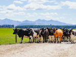 Te Awa, a Craigmore farm located near Te Pirita, Central Canterbury.