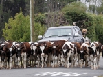 North Canterbury farmer Emmet Daly moving some of his calves down Mina Road, near Cheviot, last week to a paddock with more feed as a light drizzle fell throughout the district.