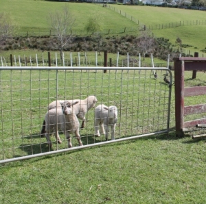 Mt Albert Grammar farm future secured