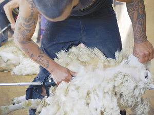 Australia fears a shortage of shearers after New Zealand shearers return home once our borders reopen.