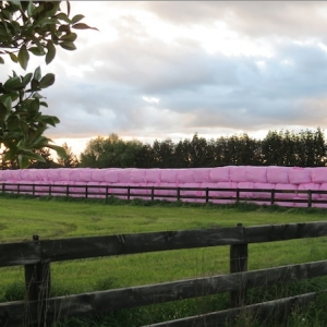 Agpac&#039;s pink bales