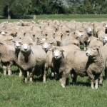 Confidence is increasing among sheep and beef farmers.