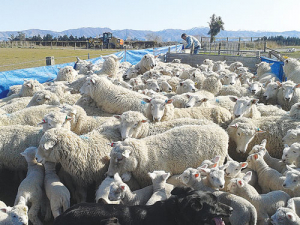 Weaning is an ideal time to body condition score ewes.