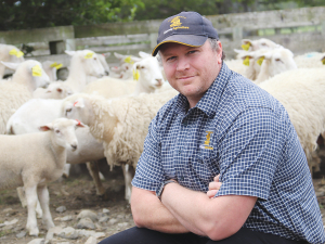 Massey University Wiltshire trial draws growing farmer interest