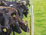Ospri is looking forward to carrying out end-to-end control of TB.