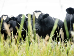 Eight Hawke's Bay herds are currently infected with tuberculosis.