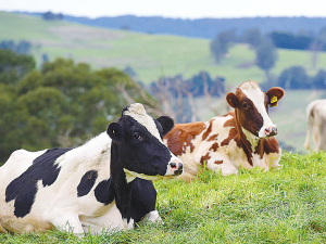 The disappointing outcome from the EU free trade agreement for NZ&#039;s red meat and dairy sectors leaves those sector&#039;s leadership with some questions to answer.