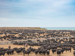 ANZCO’s Five Star Beef feedlot on the coast at Wakanui near Ashburton. SUPPLIED/ANZCO