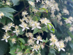 Environment Southland Urges Vigilance After New Old Man's Beard Infestation Found Near Dipton