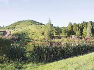 Funding will be available to support actions like installing mini wetlands, removing sediment, riparian planting, helping farmers with stock exclusion and developing farm plans.