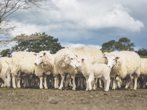 A study has found that many ewes develop lumps on their udders post weaning.