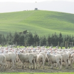 Managing hoggets for lambs