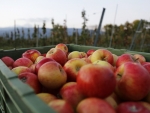 There&#039;s the last of the summerfruit is to be harvested, but everyone&#039;s tired – bringing a heightened risk of accidents in growing operations.