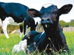 Advantage Feeders have organised a series of open days across the North Island on controlling feed intake of calves and heifers.