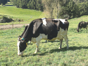 Holstein Friesian breeders will gather in Palmerston North later this month for their annual conference.