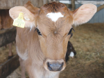 IHC are celebrating 40 years of their Calf & Rural Scheme.
