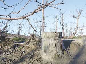 The top of this pole would normally be standing two metres high, but it now has only a few centimetres showing with the rest of it and trees behind it buried in silt.
