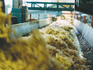 Strong wool prices have slumped 40% since the 1990s.