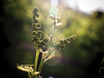 Grape Days: Winegrowing in a changing environment