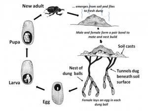 Dung beetle life cycles.