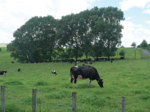 The cow’s performance depends on fibre digestion.