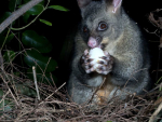 The programme aims to eradicate TB from possums by 2040.  