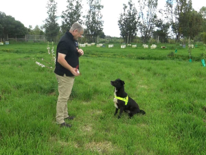 Pete Gifford of K9 Search Medical Detection Training Centre training a dog.