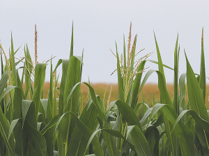 Maize prices fell sharply, reflecting improved crop conditions and the start of harvest in Argentina.