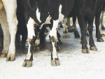 Laminitis is caused by a swelling of the laminar tissue which also cushions the pedal bone of the hoof.