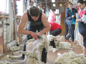 The Shearing Contractors Association is recommending increasing shearing rates by up to 25%.
