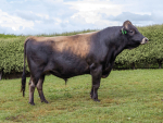 LIC bull Paynes Titus Excelsior ET taking out the JT Thwaites Sire of the Season 2026 Award.