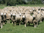 Wool market firms