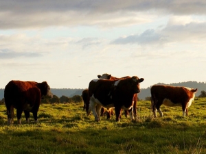 New Lincoln University research has found many small dairy farmers are content with the size of their operation, despite the constant calls for economic growth.