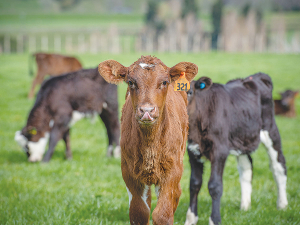 Dairy farmers producing high quality calves often felt frustrated with variable and inconsistent demand from beef finishers.