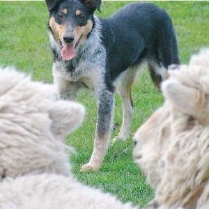 Help your pup get started