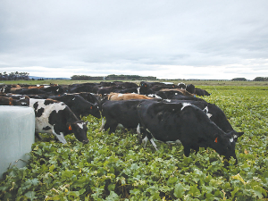 DairyNZ says conversations with farmers have identified changes to reduce soil run-off, as well as smart ideas to graze strategically so drier parts of a paddock are available in wet weather.
