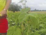 Velvetleaf infestations are on the rise.