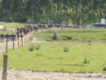 EID reduces the labour required for identifying cows.