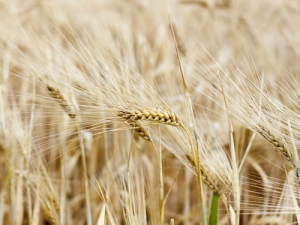 Grain Harvest a game of two halves