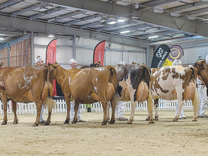 The line-up for the 7 years and over Ayrshire class. Photo Credit Laurens Rutten.