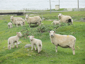 Sheep production systems in New Zealand have adapted and evolved over the past 30 years.