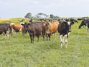While trace elements play a vital role in herd health and production, they can be tricky to manage.