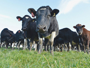 Has Mycoplasma bovis been here all along? 