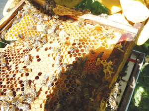 Apiculture NZ will host its 2022 Conference and Trade Exhibition in Christchurch in June.