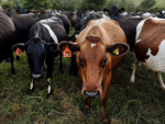 A review into the Mycoplasma bovis infection at Wakanui in Mid- Canterbury, shows the Ministry for Primary Industries (MPI) took the appropriate steps to remove infection in the area.