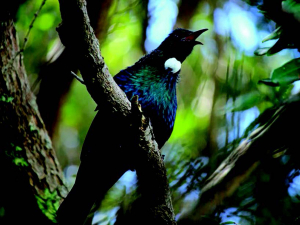 Tui. Photo by Dan Burgin